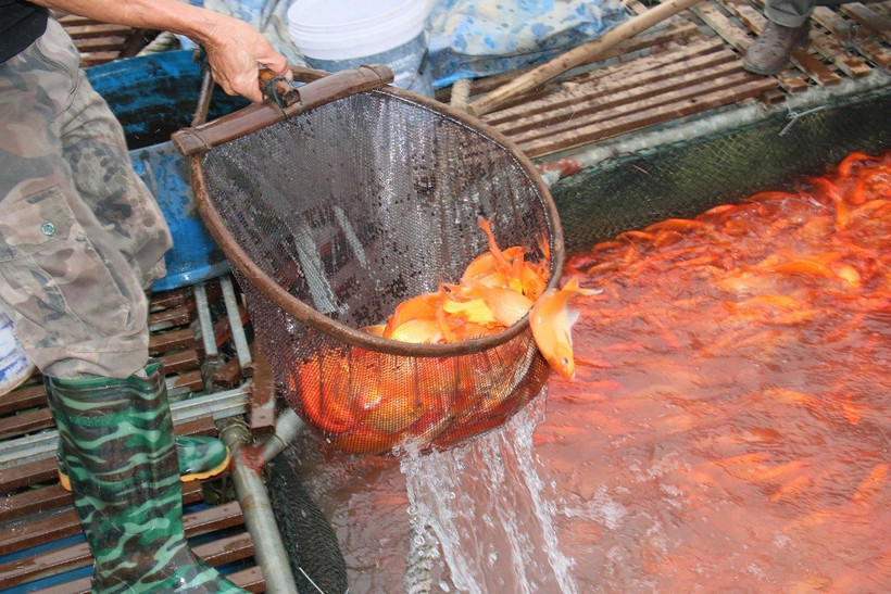 Vớt cá chép từ các lồng cá để xuất bán. (Ảnh: Công Luật/TTXVN)
