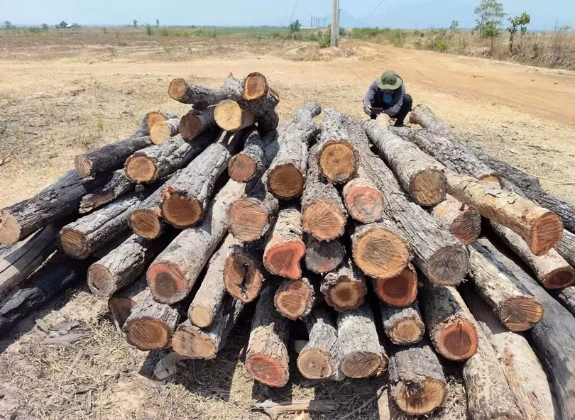 Số gỗ, củi được cắt khúc, xếp đống tại khu vực rừng giáp ranh giữa xã Ia Lâu và xã Ia Le, tỉnh Gia Lai. (Ảnh: Hoài Nam/TTXVN)
