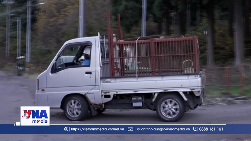 Sân bay Nhật Bản đóng cửa tạm thời do gấu đi lạc 