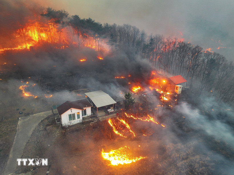 Trước tình hình cháy rừng diễn biến phức tạp và gây thiệt hại nghiêm trọng, quyền Tổng thống Hàn Quốc Han Duck Soo ngày 27/3/2025 đã quyết định bổ sung thêm 4 khu vực hành chính tại vùng Đông Nam vào danh sách các khu vực thảm họa đặc biệt. (Ảnh: Yonhap/TTXVN)