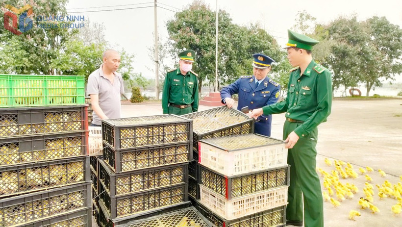 Đối tượng Trần Văn Kỳ và số gia cầm giống, trứng vịt lộn không rõ nguồn gốc. (Nguồn: Báo Quảng Ninh)