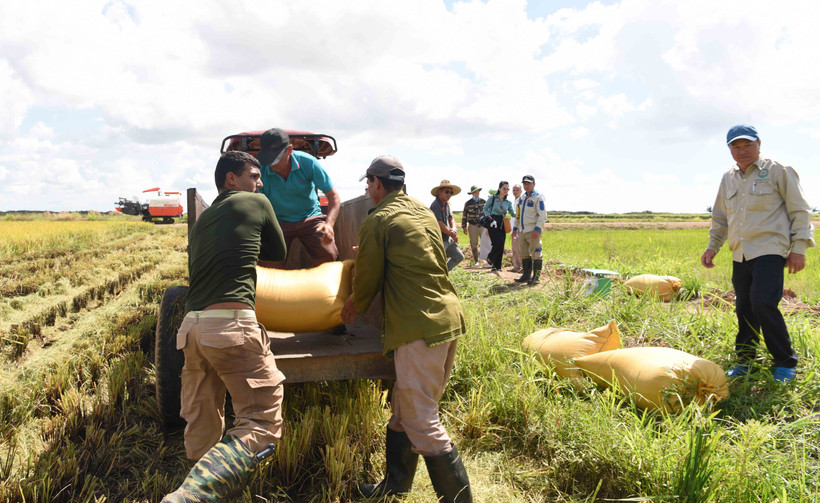 Nông dân Cuba thu hoạch lúa tại cánh đồng huyện Los Palacios, tỉnh Pinar del Rio. (Ảnh: Việt Hùng/TTXVN)