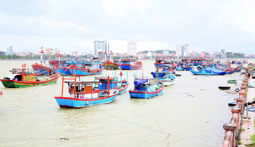 Toàn tỉnh Quảng Trị có 4.664 tàu có chiều dài từ 6m trở lên đã vào khu neo đậu tránh trú bão an toàn. (Ảnh: Tá Chuyên/TTXVN)