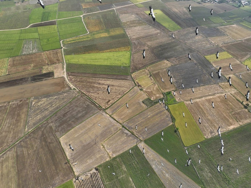 Đàn Cò Ốc xuất hiện trên cánh đồng xã Ia Mrơn, huyện Ia Pa, tỉnh Gia Lai. (Ảnh: TTXVN)