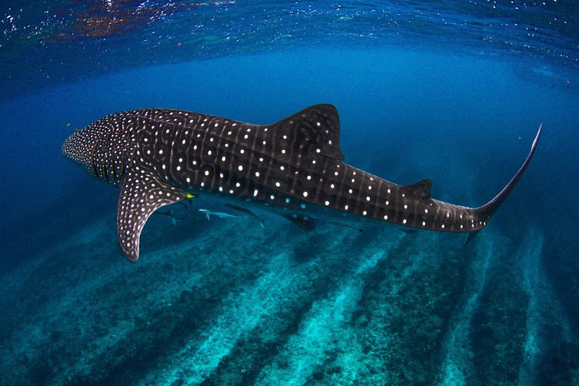 Cá mập voi. (Nguồn: AP)