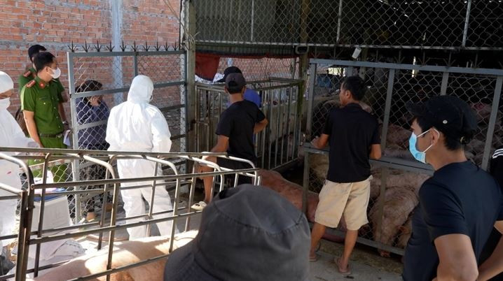 Số heo sắp chuyển từ vùng dịch ra thị trường thì công an phát hiện, ngăn chặn kịp thời - (Ảnh: Tuổi Trẻ)