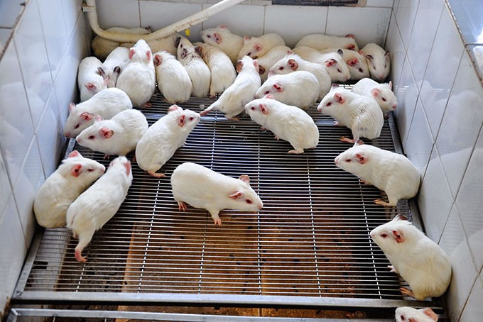 Ảnh minh họa. (Nguồn: AFP)