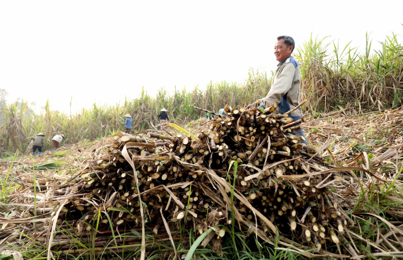 Trừ hết chi phí, người trồng mía ở Tuyên Quang thu lãi bình quân từ 40-50 triệu đồng/ha. (Ảnh: Quang Cường/TTXVN)