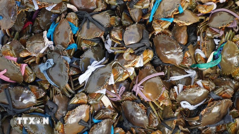 Ảnh minh họa. (Ảnh: Văn Sĩ/TTXVN)