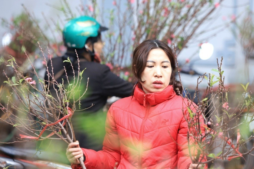 Người dân chọn mua hoa đào dịp Tết Giáp Thìn 2024. (Ảnh: Tuấn Anh/TTXVN)