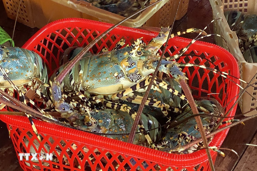 Tôm hùm. (Ảnh: Tường Quân/TTXVN)