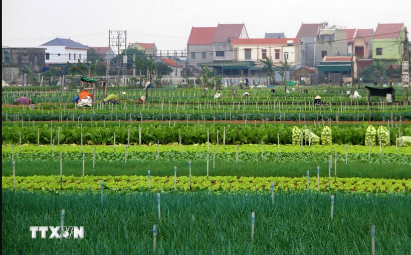 Một khu vực ở xã Minh Lương, huyện Quỳnh Lưu, (tỉnh Nghệ An). (Ảnh: Văn Tý/TTXVN)