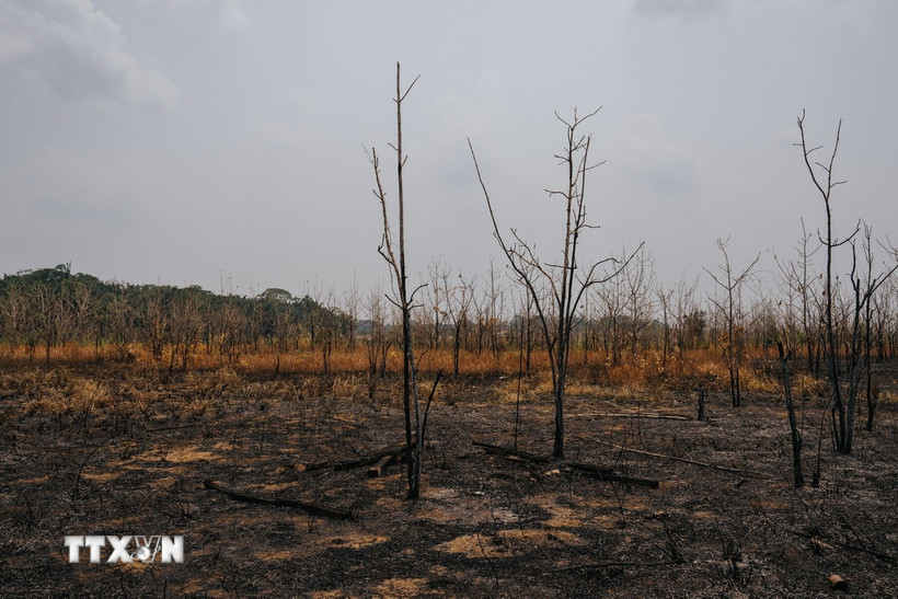 Cháy rừng do hạn hán tại bang Rondonia (Brazil) hồi năm ngoái. (Ảnh: THX/TTXVN)