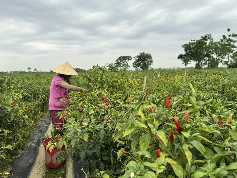 Ảnh minh họa. (Ảnh: TTXVN phát)