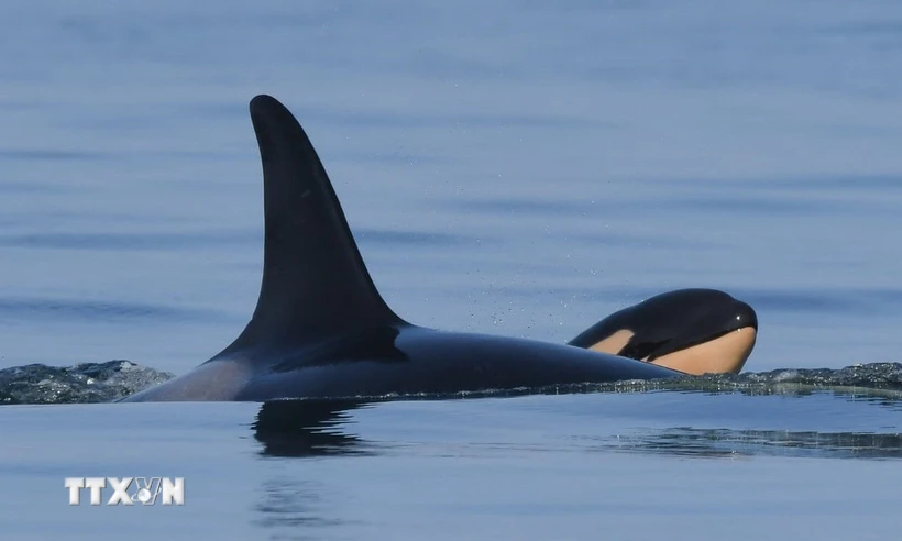Cá voi sát thủ. (Ảnh: WhaleResearch/ TTXVN) Cá voi sát thủ. (Ảnh: WhaleResearch/ TTXVN)