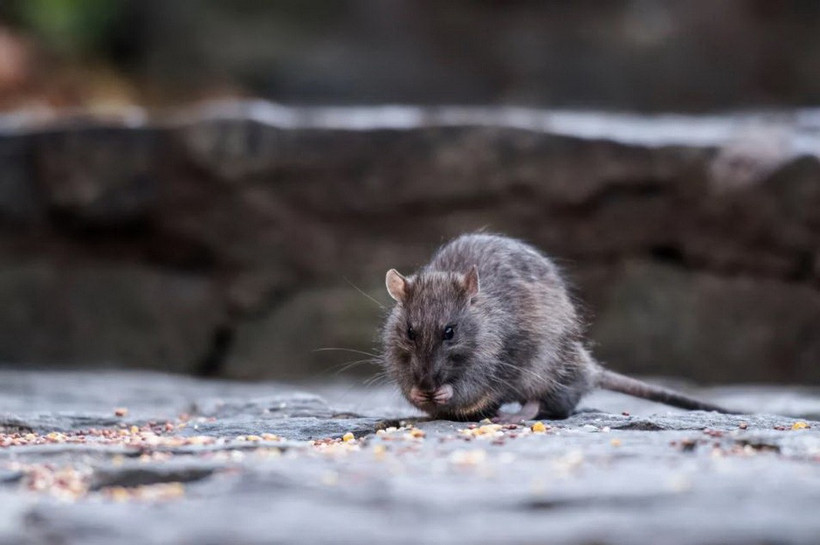 Ảnh minh họa. (Nguồn: The City - NYC News)