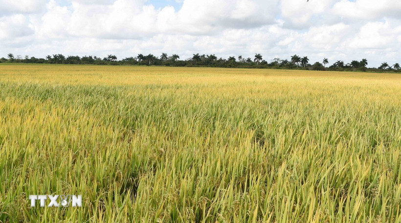 Một cánh đồng lúa tại huyện Los Palacios, tỉnh Pinar del Rio của Cuba. (Ảnh: Việt Hùng/TTXVN)