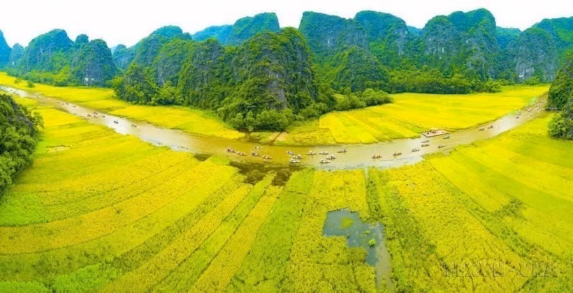 Dòng Ngô Đồng vàng rực đón du khách trong và ngoài nước về tham quan Tam Cốc-Bích Động (Ninh Bình). (Ảnh: Minh Đức/TTXVN)