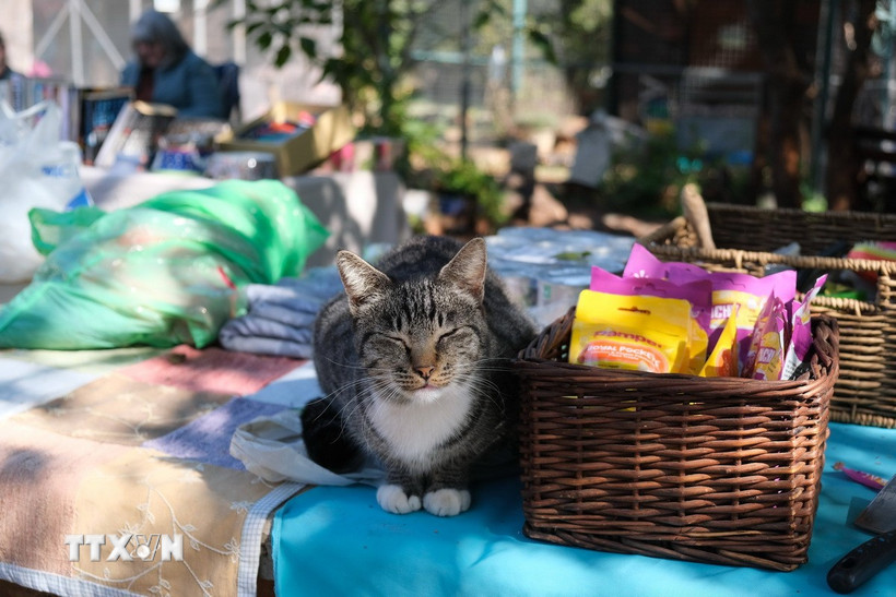 Một chú mèo bên cạnh giỏ hàng bán gây quỹ cho Trung tâm cứu hộ mèo. (Ảnh: Hồng Minh/TTXVN)