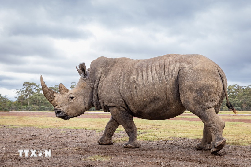 Tê giác trắng. (Ảnh: THX/TTXVN)