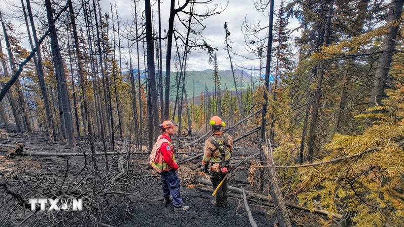 Cây cối bị thiêu rụi do cháy rừng tại British Columbia (Canada). (Ảnh: THX/TTXVN)