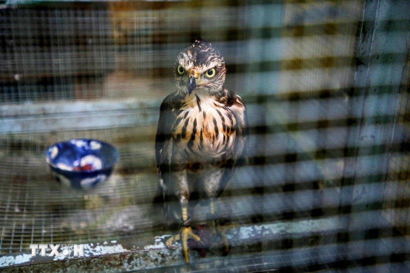 Một cá thể chim đại bàng thuộc loại động vật hoang dã quý hiếm. (Ảnh minh họa: Giang Phương/TTXVN)