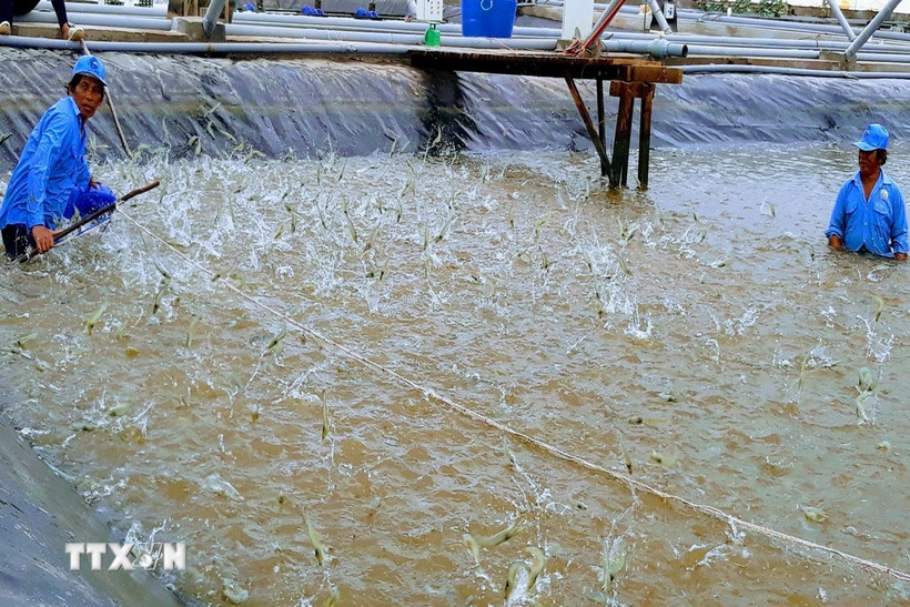 Chế biến, xuất khẩu tôm 5 tháng đầu năm 2024 của các doanh nghiệp thủy sản trên địa bàn tỉnh Bạc Liêu tăng trưởng mạnh. (Ảnh: TTXVN phát)