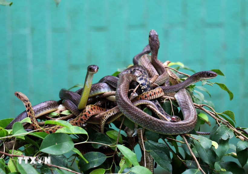 Ảnh chỉ mang tính minh họa. (Ảnh: Hữu Chí/TTXVN)