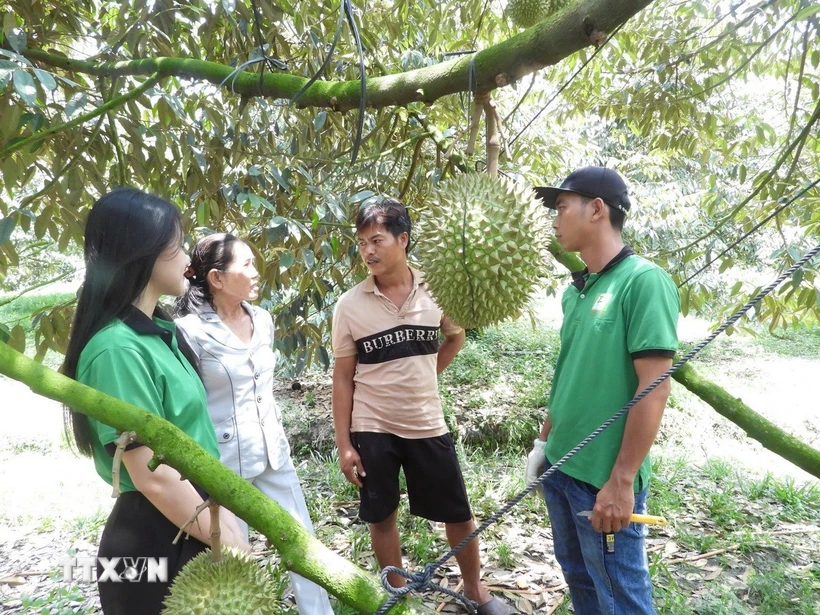 Thành viên Hợp tác xã sầu riêng Bàu Đồn (Tây Ninh) trao đổi kinh nghiệm canh tác sầu riêng. (Ảnh: Thanh Tân/TTXVN)