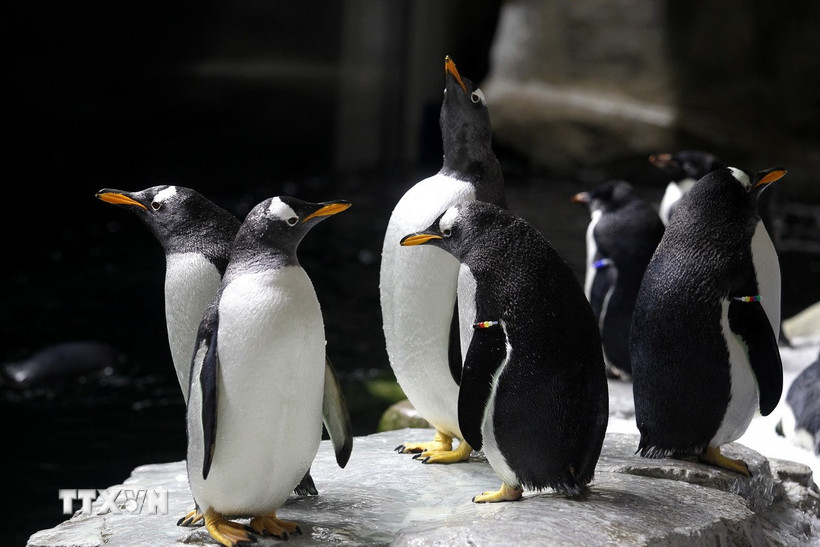 Chim cánh cụt Adelie ở Nam Cực. (Ảnh: AFP/TTXVN)