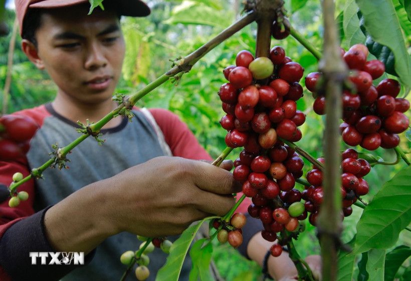Nông dân thu hoạch hạt càphê. (Ảnh: AFP/TTXVN)