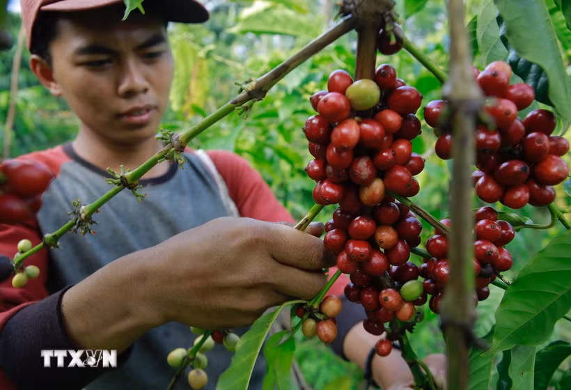 Nông dân thu hoạch hạt càphê tại Tanggamus, tỉnh Lampung (Indonesia). (Ảnh: AFP/TTXVN)