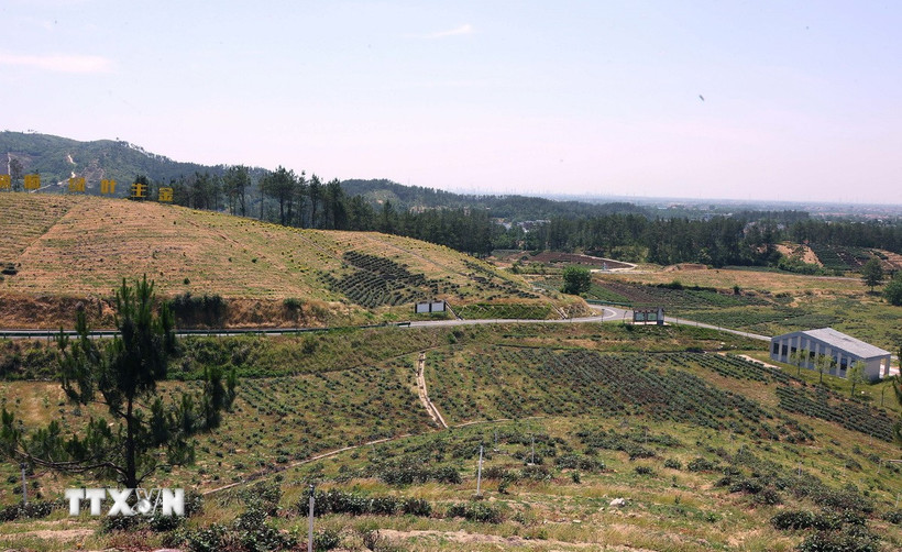 Vùng đất khô cằn thiếu dinh dưỡng và nguồn nước tưới bị hạn chế đang thay đổi từng ngày nhờ áp dụng các biện pháp canh tác tiên tiến như sử dụng phân hữu cơ, tưới tiết kiệm và áp dụng kỹ thuật cắt tỉa hợp lý để cải thiện chất lượng đất và năng suất trà. (Ảnh: Văn Điệp/TTXVN)