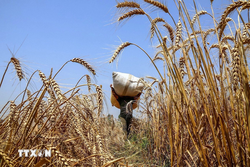 Indonesia có kế hoạch mua nông sản, bao gồm lúa mỳ, đậu nành và bã đậu nành, đồng thời tăng mua các tư liệu sản xuất của Mỹ. (Ảnh: ANI/TTXVN)