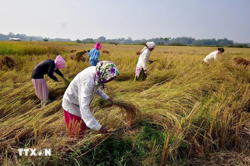 Nông dân thu hoạch lúa trên cánh đồng ở Nagaon (Ấn Độ). (Ảnh: ANI/TTXVN)