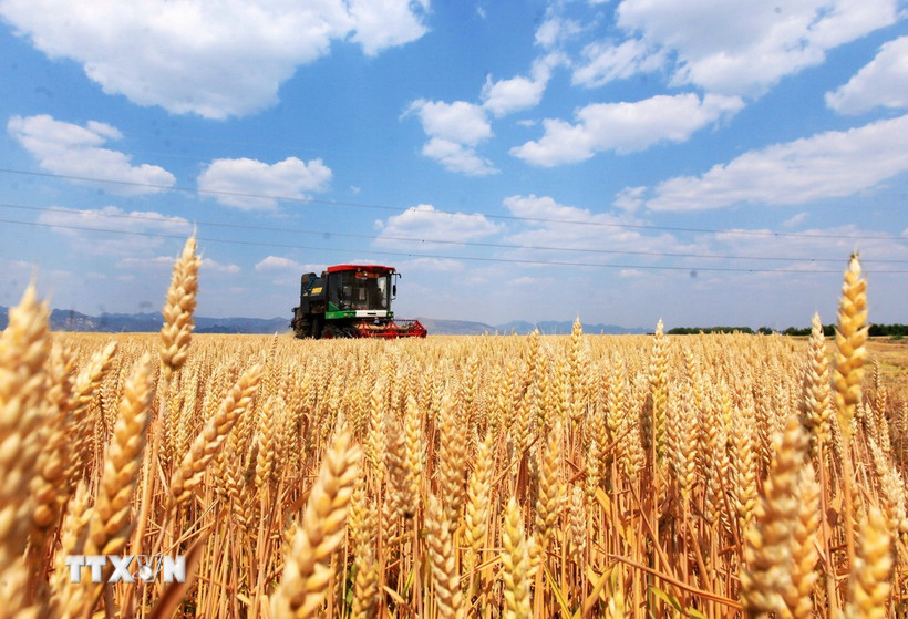 Nông dân thu hoạch lúa mỳ trên cánh đồng ở Sơn Đông (Trung Quốc) ngày 24/5/2025. (Ảnh: THX/TTXVN)
