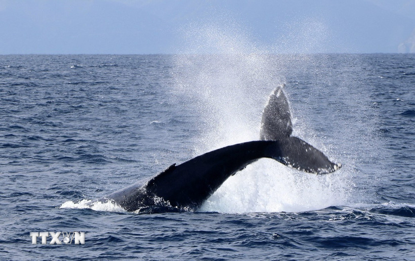 Cá voi ở vùng biển ngoài khơi đảo Amami-Oshima, tỉnh Kagoshima (Nhật Bản). (Ảnh minh họa: Kyodo/TTXVN)