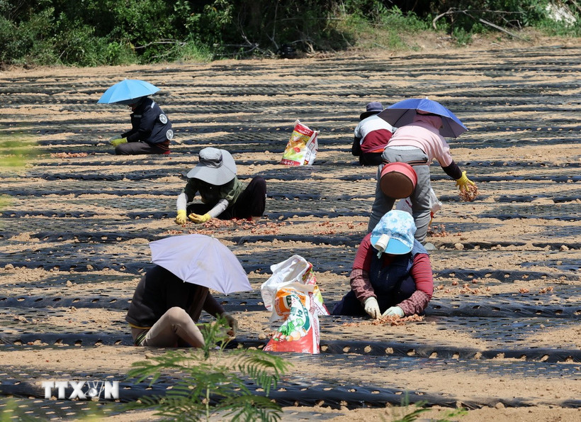 Người dân làm việc trên cánh đồng trong thời tiết nắng nóng, tại Gangneung, tỉnh Gangwon (Hàn Quốc). (Ảnh: Yonhap/TTXVN)
