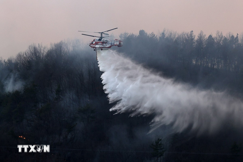 Trực thăng cứu hỏa dập đám cháy rừng tại tỉnh Nam Gyeongsang (Hàn Quốc) ngày 22/3/2025. (Ảnh: THX/TTXVN)
