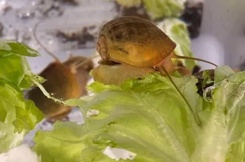 Ảnh minh họa. (Nguồn: Discover Magazine)