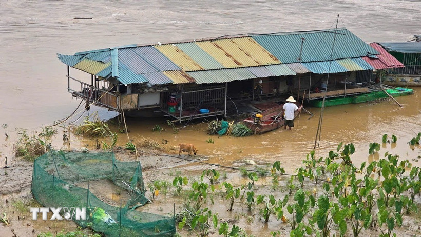 Mưa lớn kéo dài nhiều ngày khiến lũ từ đầu nguồn ào ạt đổ về sông Hồng, đoạn chảy qua phường Lào Cai hồi đầu tháng Bảy. (Ảnh: TTXVN phát)