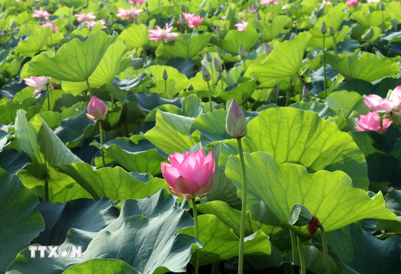 Thời điểm này, đi đến nơi nào ở Ninh Bình đều dễ dàng bắt gặp các đầm sen khoe sắc làm say lòng du khách gần xa. (Ảnh: Thùy Dung/TTXVN)