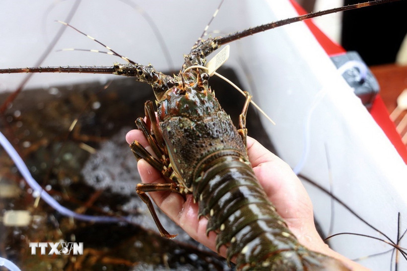 Ảnh minh họa. (Ảnh: Xuân Triệu/TTXVN)