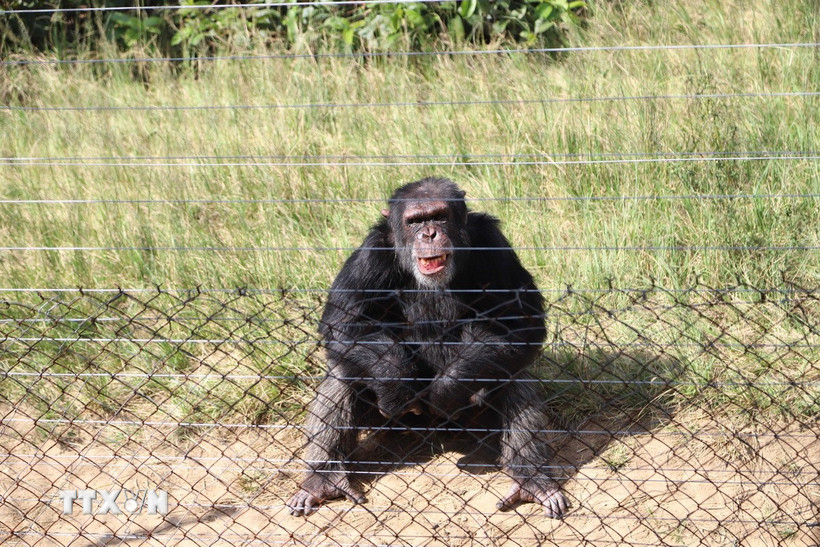 Một chú tinh tinh tại Khu Bảo tồn tinh tinh Chimp Eden tại tỉnh Mpumalanga (Nam Phi). (Ảnh: Hồng Minh/TTXVN)