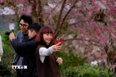 Du khách tự lưu lại khoảnh khắc bên cây mai anh đào Đà Lạt. (Ảnh: Nguyễn Dũng/TTXVN)