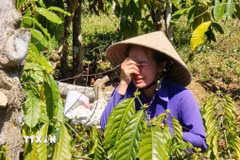 Bà Giang Phương Thanh xót xa trước cảnh vườn cây đang xanh tốt nay bị kẻ gian phá hoại. (Ảnh: Quang Thái/TTXVN)