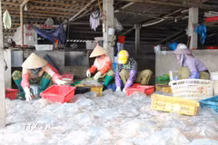Cơ sở thu mua, chế biến sứa biển tạo công ăn việc làm cho nhiều lao động địa phương với mức thu nhập ổn định. (Ảnh: Khiếu Tư/TTXVN)
