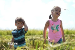 Con em nông dân Cuba vui đùa trên cánh đồng lúa mới gặt ở huyện Los Palacios, tỉnh Pinar del Rio. (Ảnh: Việt Hùng/TTXVN)