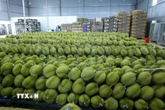 Sầu riêng Đắk Lắk được dán tem, sẵn sàng xuất khẩu. (Ảnh: Hoài Thu/TTXVN)
