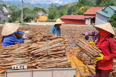 Hợp tác xã quế Hữu cơ Chiến Thắng (Lào Cai) thu mua bao tiêu sản phẩm quế Nậm Đét, xuất khẩu sang thị trường Ấn Độ và một số nước Trung Đông. (Ảnh: TTXVN)